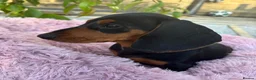 Miniature Dachshund dogs for sale: Puppy for Sale Outstanding KC Male Mini Dachshund  - Advert 32