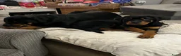 Rottweiler dogs for sale: (1 BOY) left READY TOGO Chunky Rottweilerfor sale - Advert 1