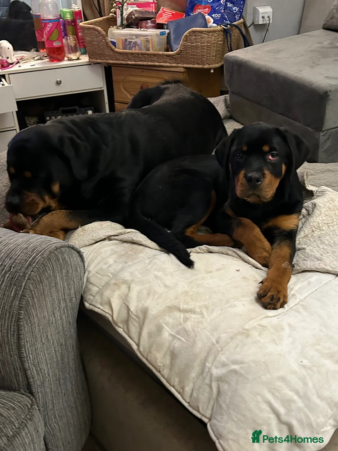 Rottweiler dogs for sale: (1 BOY) left READY TOGO Chunky Rottweilerfor sale - Advert 1
