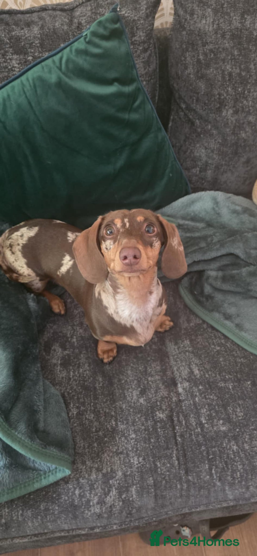Dachshund dogs for sale: Meme  - Image 1