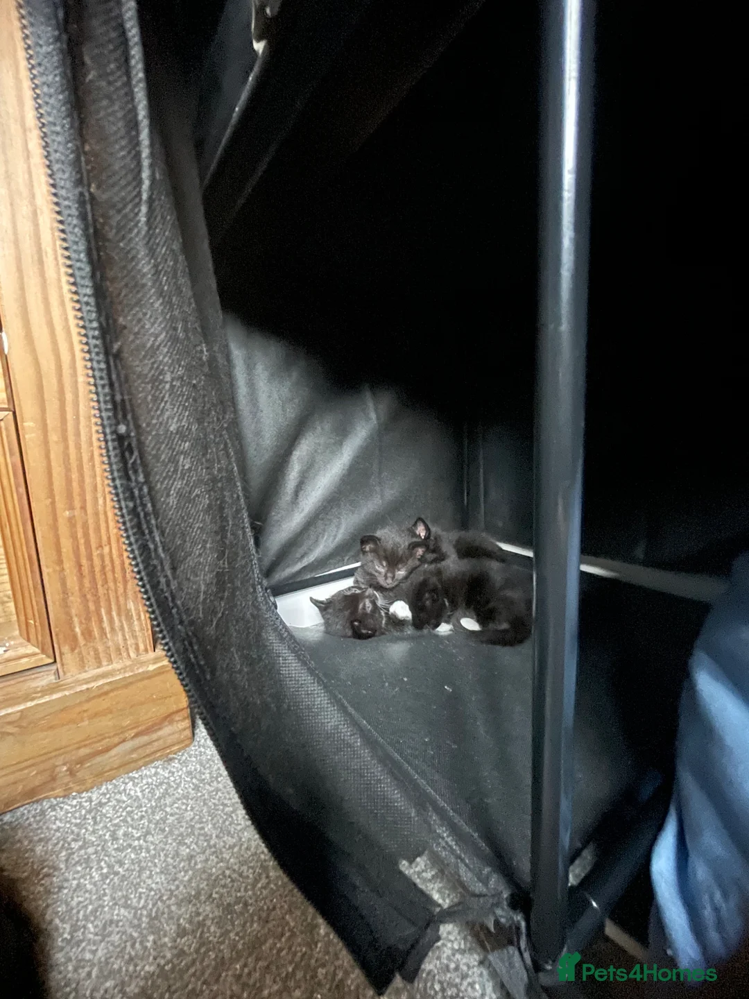 Mixed Breed cats for sale: Kittens For Sale - Advert 1