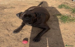 Cane Corso dogs for sale: Purebred Cane Corso Puppies – Exceptional Parent - Image 14