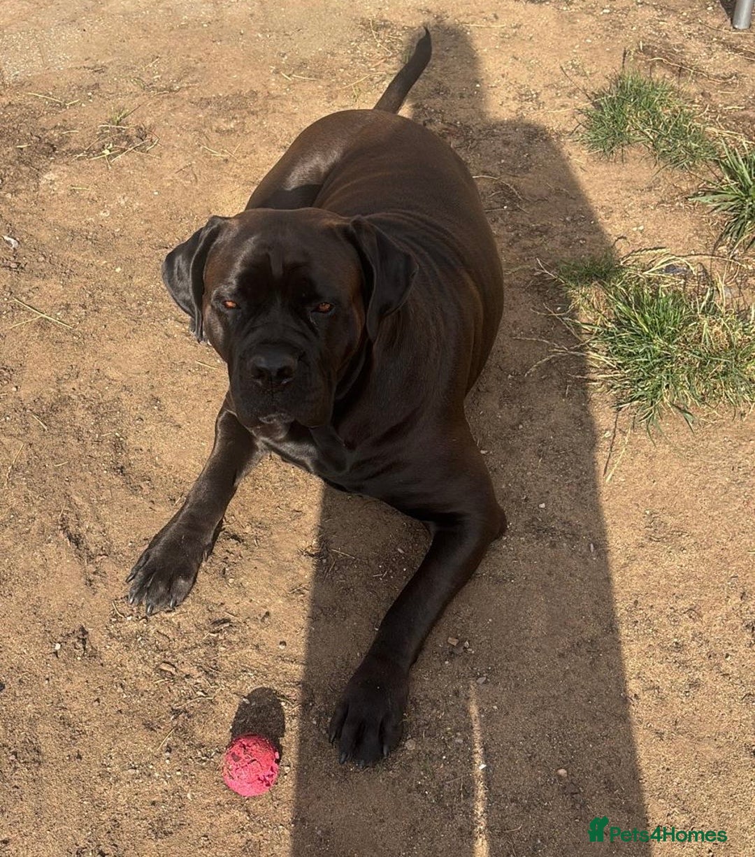 Cane Corso dogs for sale: Purebred Cane Corso Puppies – Exceptional Parent - Image 14