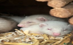 Ferret rodents for sale: Male ferrets born may 25 - Image 14