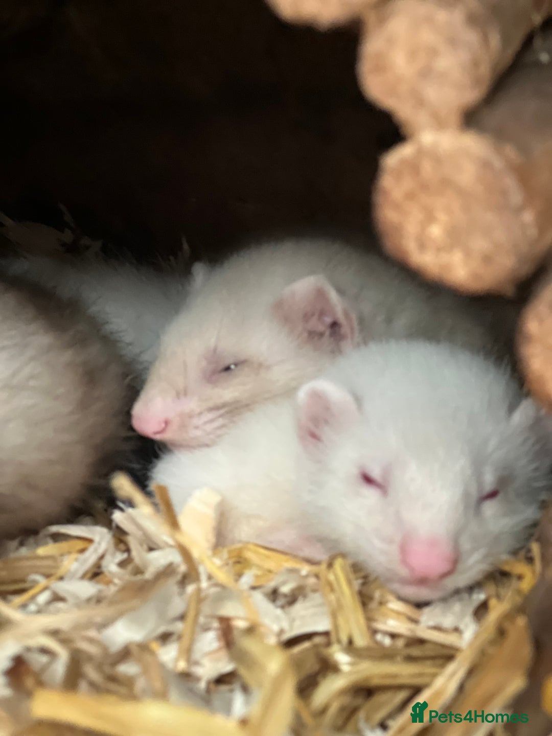 Ferret rodents for sale: Male ferrets born may 25 - Image 14