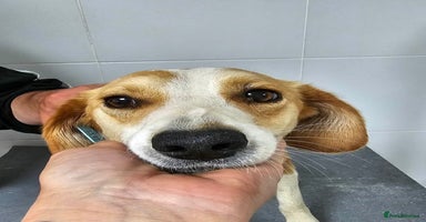 Mixed Breed dogs - Advert 2