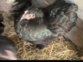 Chickens poultry - Advert 1