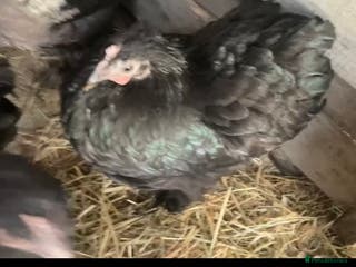 Chickens poultry Pekin bantam hens - Advert 10