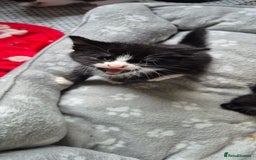 British Shorthair cats for sale: Male kitten 8 weeks old - Image 6