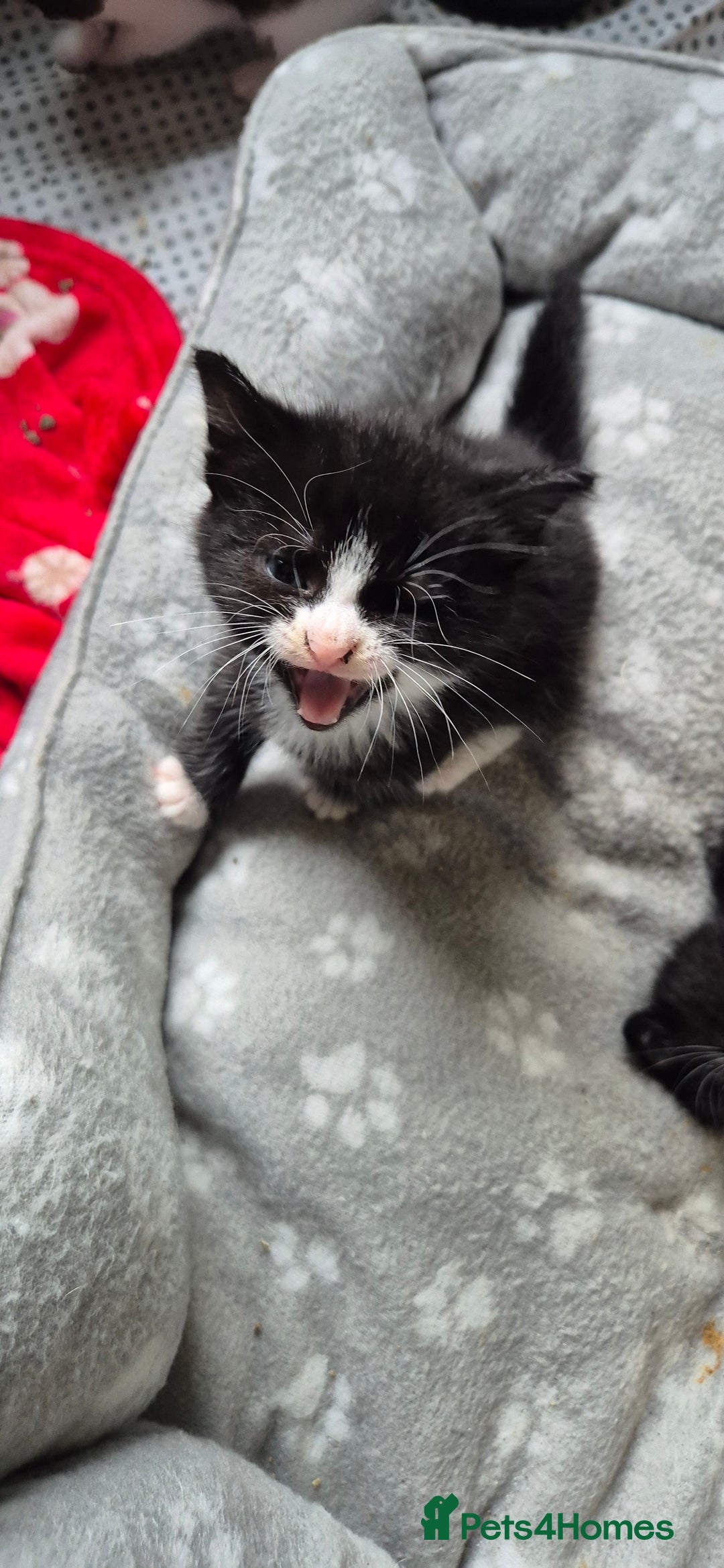 British Shorthair cats for sale: Male kitten 8 weeks old - Image 6
