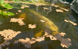 Koi Carp fish for sale: Koi carp and Ghost Koi - very latge - Image 3