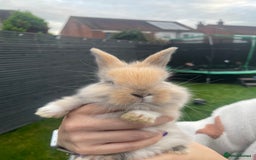 Mixed Breed rabbits for sale: Baby rabbits mixed - Advert 7