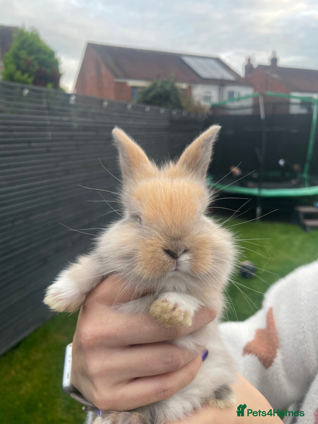 Mixed Breed rabbits for sale: Baby rabbits mixed - Advert 7
