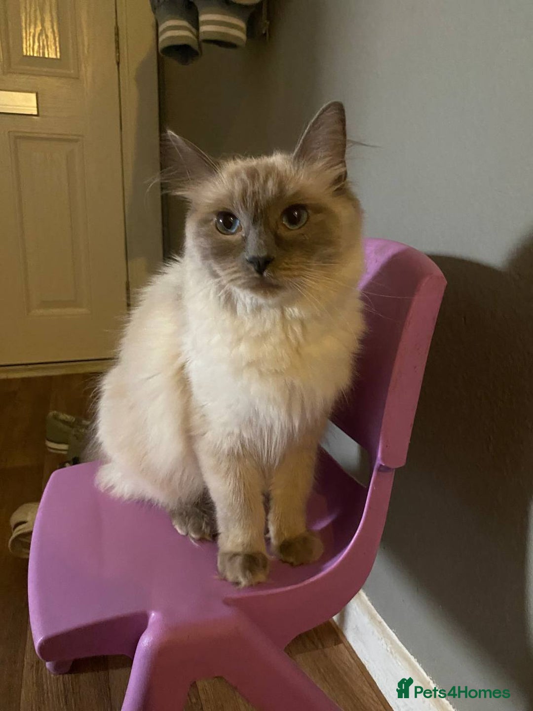 Ragdoll cats for sale: A real ragdoll - Advert 16