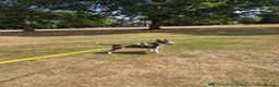 English Bull Terrier dogs for sale: UK Champion Bloodline Puppies Waiting List Open - Advert 20