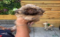 Shih Tzu dogs for sale: Imperial shihtzu - Image 2