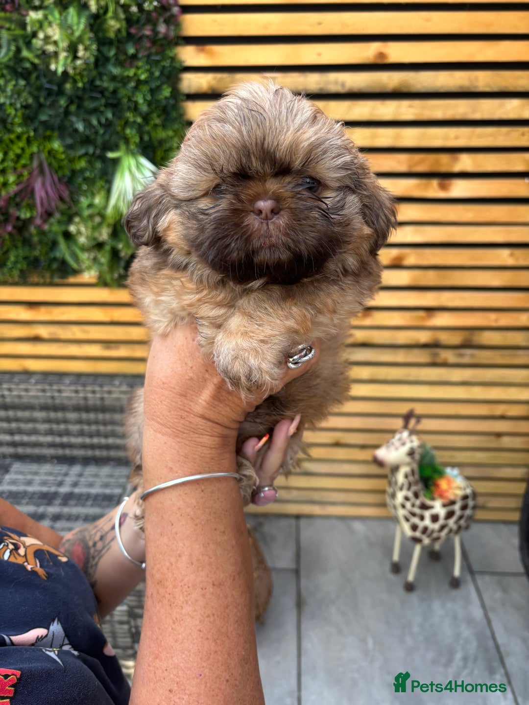Shih Tzu dogs for sale: Imperial shihtzu - Image 2