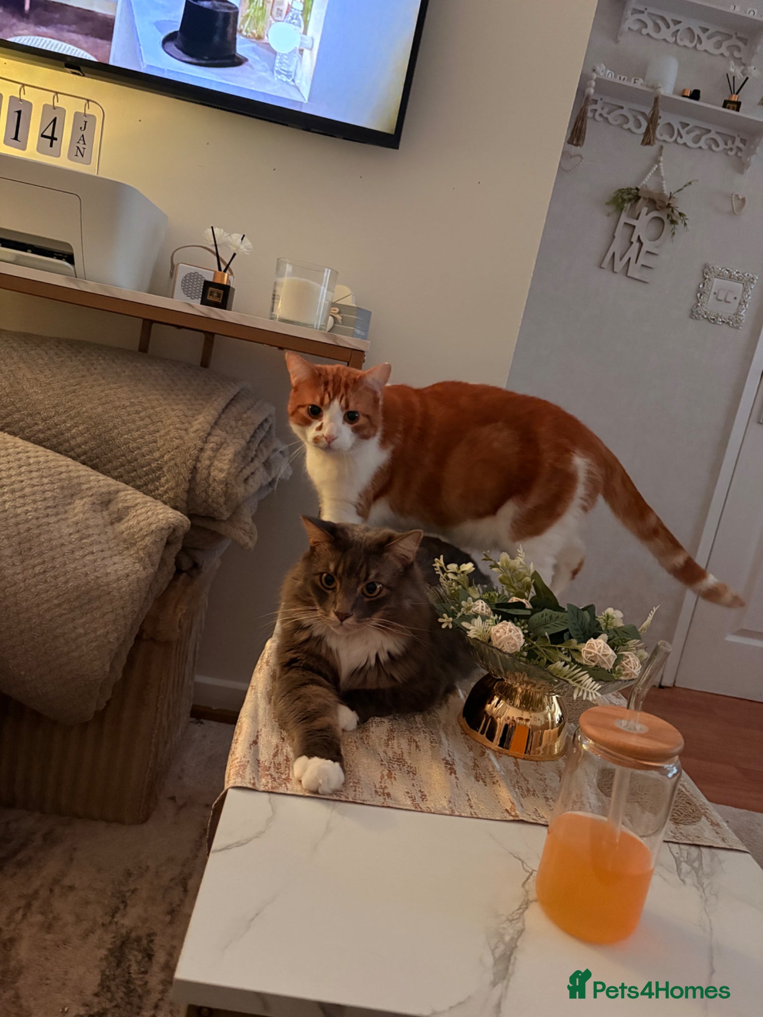 Mixed Breed cats Male cats to be rehomed, must be kept together - Advert 3