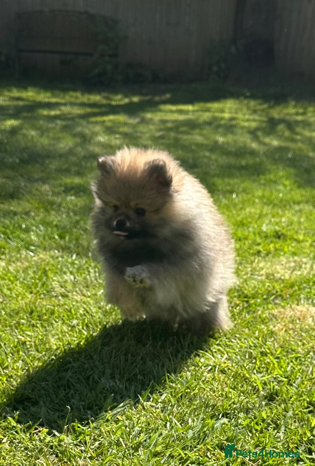 Pomeranian dogs ❤️ READY NOW! Stunning Pomeranian puppies 🐶❤️ - Advert 9