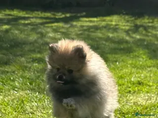 Pomeranian dogs ❤️ READY NOW! Stunning Pomeranian puppies 🐶❤️ - Advert 9