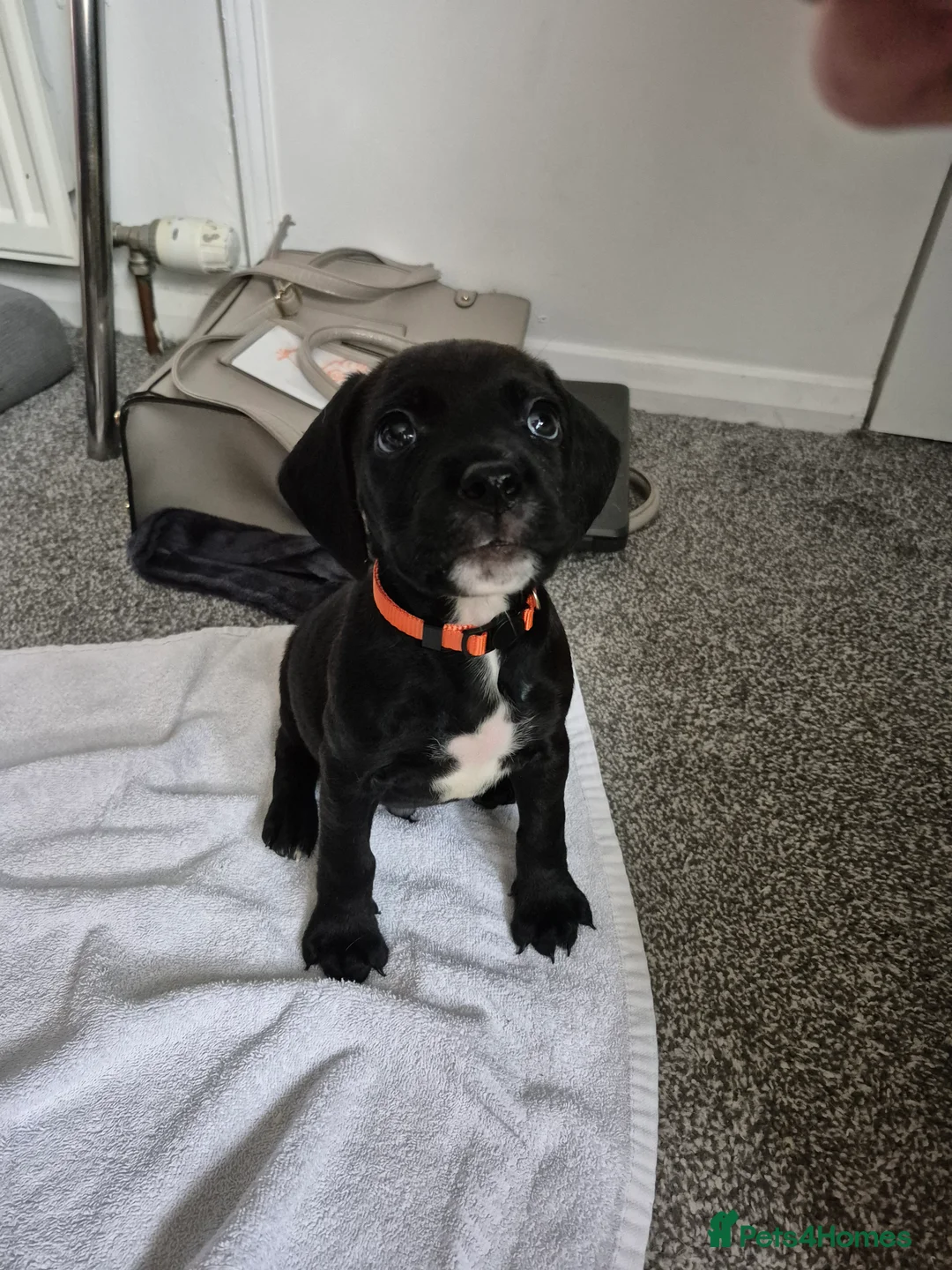 Mixed Breed dogs for sale: Black Bullmastiff BOY X Springer Spaniel  - Advert 5