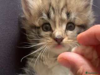 Maine Coon cats 3 Gorgeous Maine Coon x kittens - Advert 2