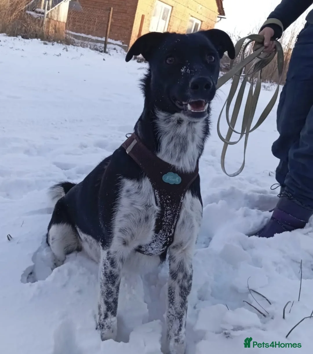 Mixed Breed dogs for adoption: ❤️GEMMIE❤️1yo girl, who chose life, people and fun - Advert 21