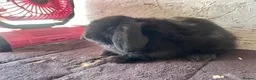 Mini Lop rabbits for sale: Mini lops - Advert 8