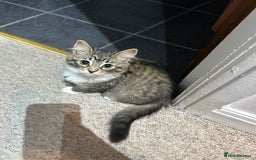 Mixed Breed cats for sale: 1 female kittens for Sale - Advert 23