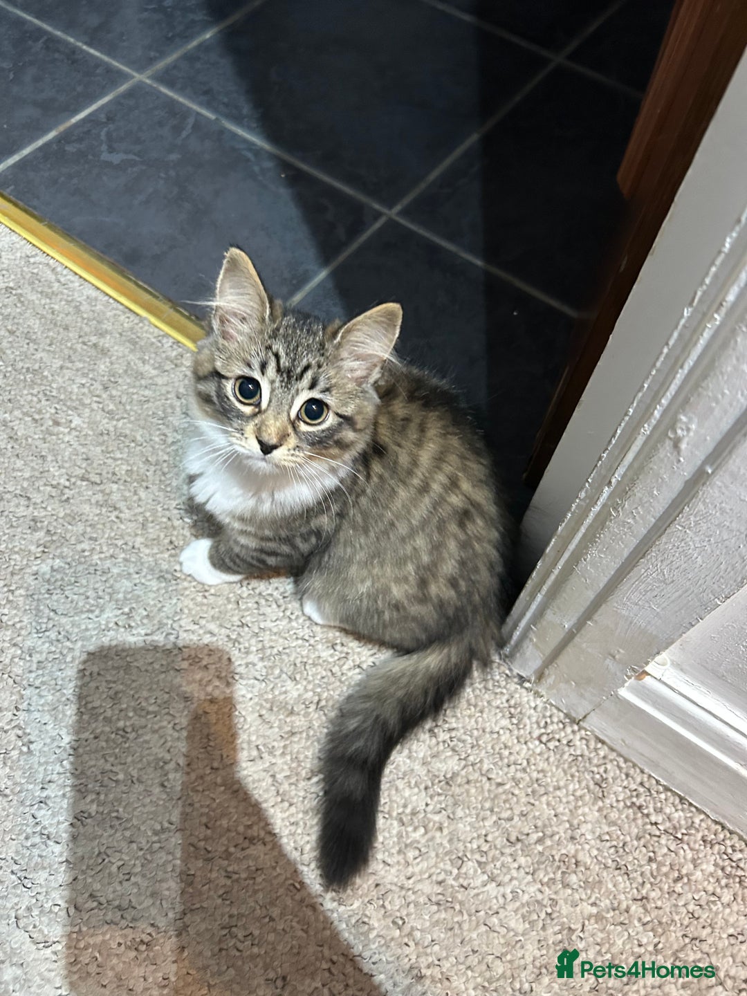 Mixed Breed cats for sale: 1 female kittens for Sale - Advert 23