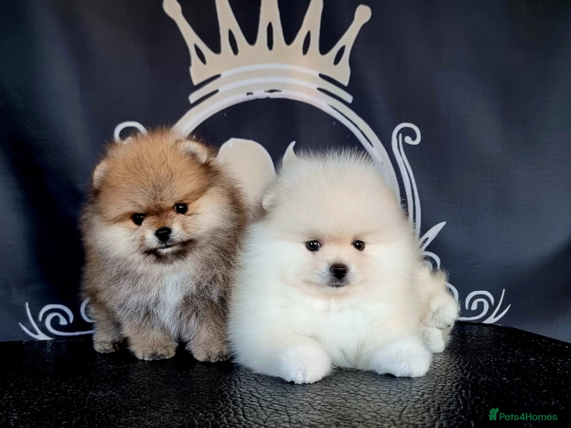 Pomeranian dogs Luxury Pomeranian Puppies for sale!!! - Advert 14