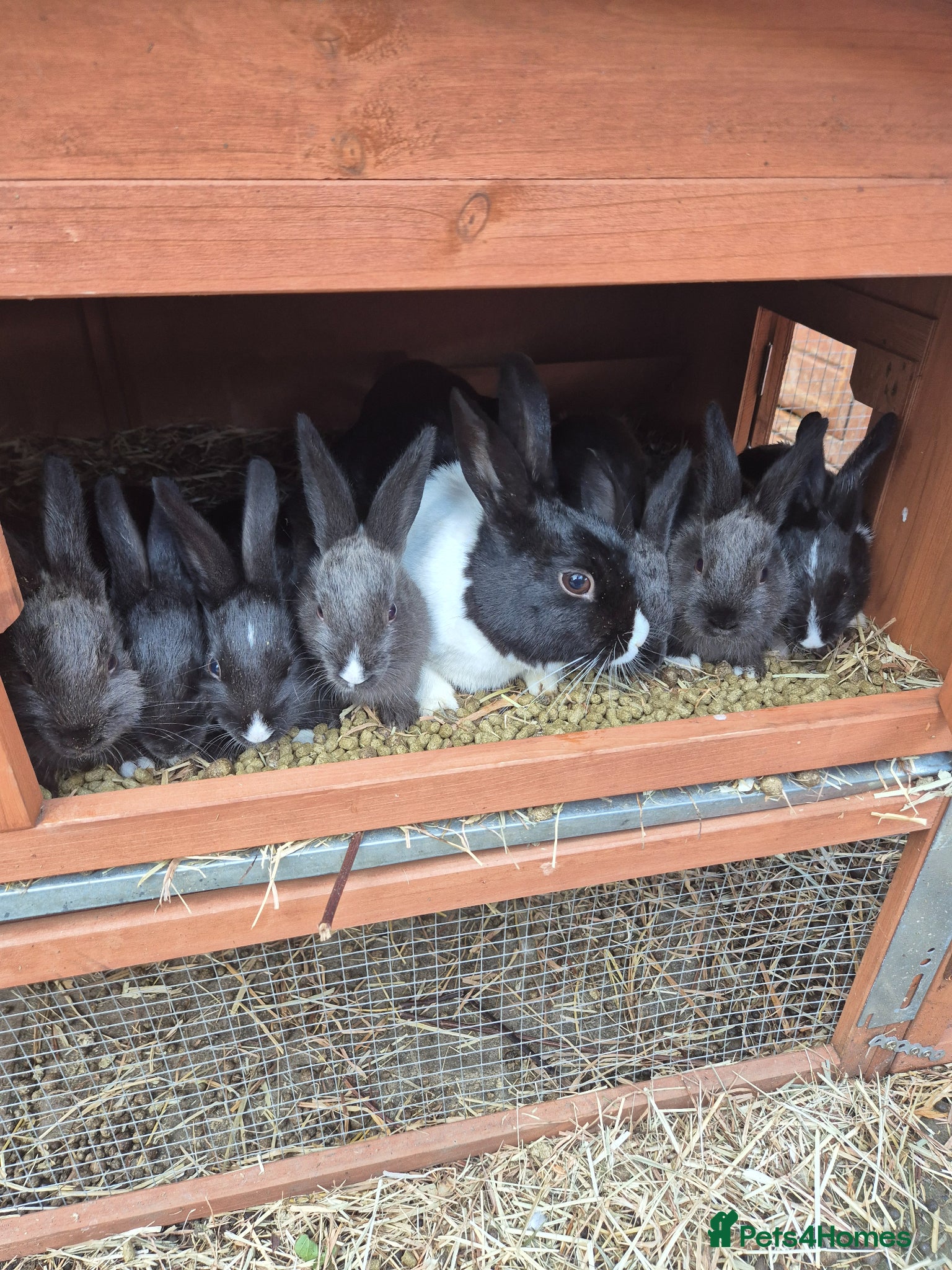 New Zealand rabbits Dutch x new zealand kits - Advert 8