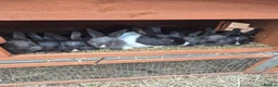 New Zealand rabbits for sale: Dutch x new zealand kits - Advert 1