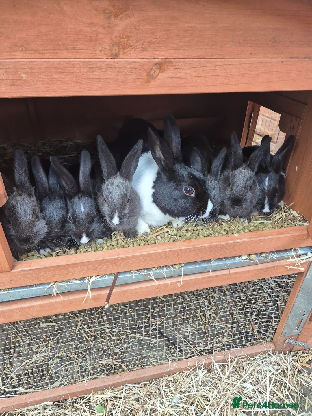 New Zealand rabbits for sale: Dutch x new zealand kits - Advert 1