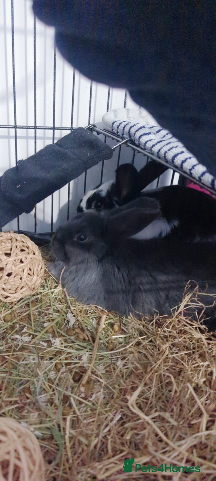 Mixed Breed rabbits 2 beautiful bonded girls  - Advert 3