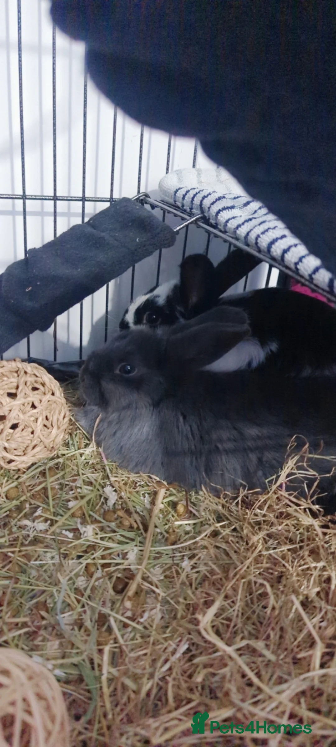 Mixed Breed rabbits for sale: 2 beautiful bonded girls  in Birmingham - Advert 1