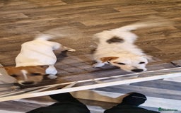 Parson Russell dogs for sale: Parson russell  - Image 13