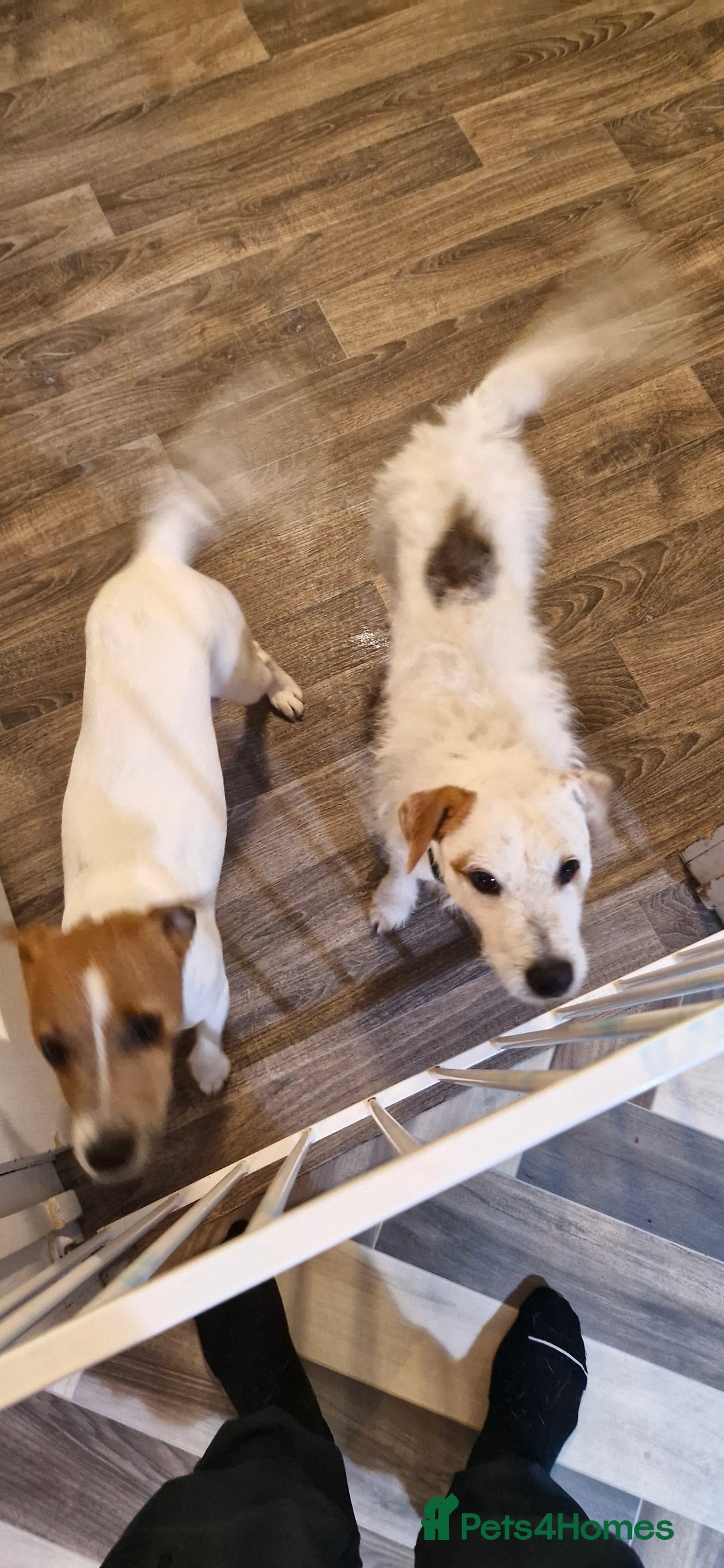 Parson Russell dogs for sale: Parson russell  - Image 13