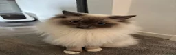 Ragdoll cats for sale: X2 Male Ragdolls for sale - Advert 2