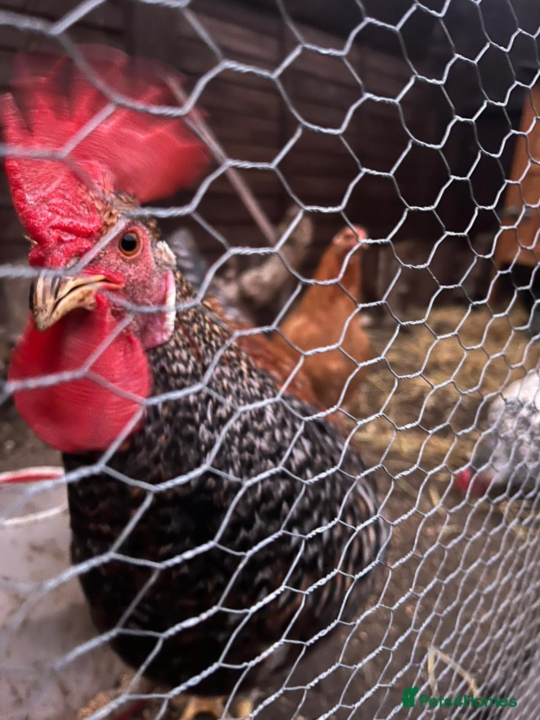 Chickens poultry for sale: 2x female 1x male - Advert 3