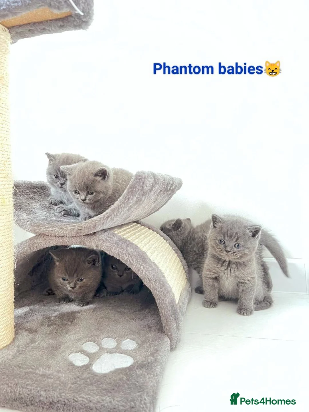 British Shorthair cats for stud: Active Reg.GCCF Quality Boy For STUD ONLY.CCTV24/7 in Manchester - Advert 11