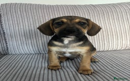 Mixed Breed dogs for sale: 1 Boy Left Ready To Go French Cocker Jack Pup - Image 2