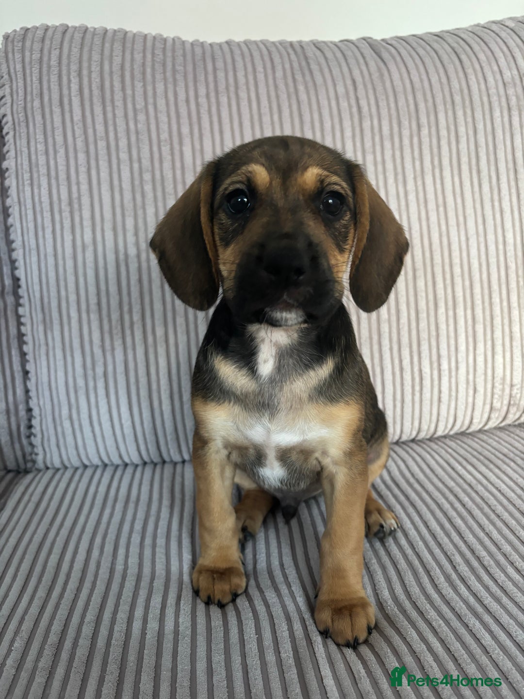 Mixed Breed dogs for sale: 1 Boy Left Ready To Go French Cocker Jack Pup - Image 2