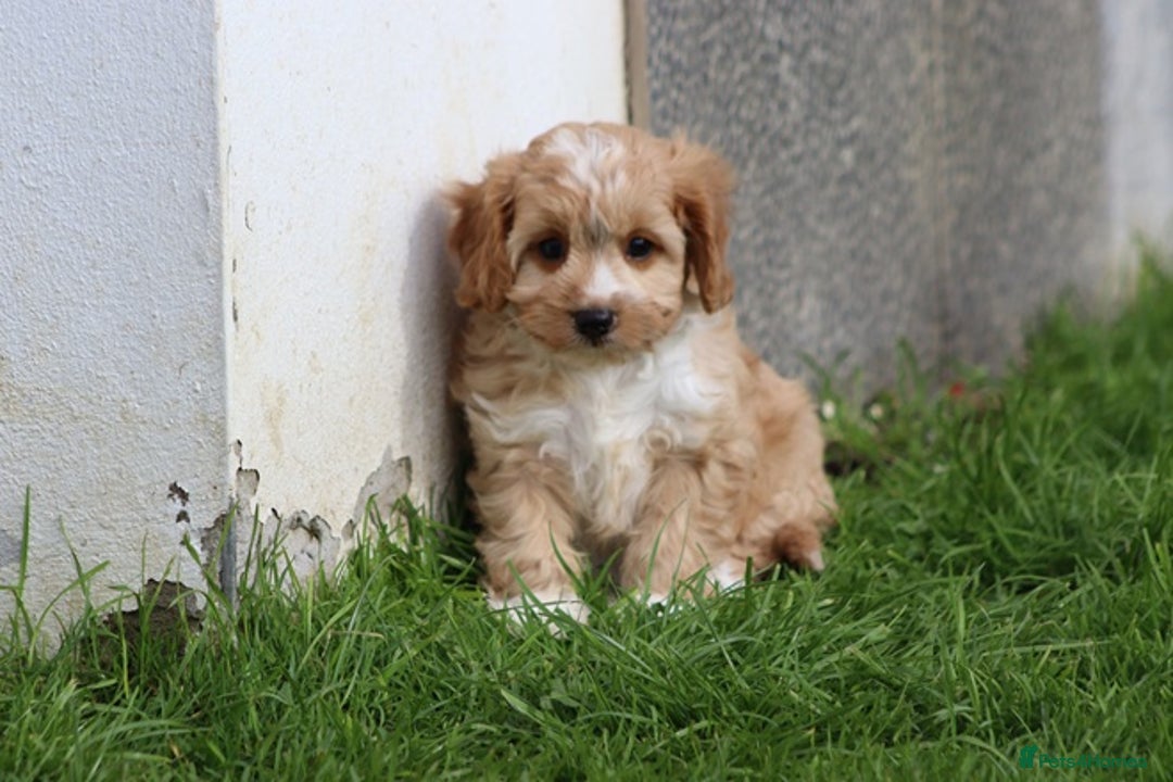 Cavapoo dogs for sale: F1 Cavapoo puppies for sale - Image 15