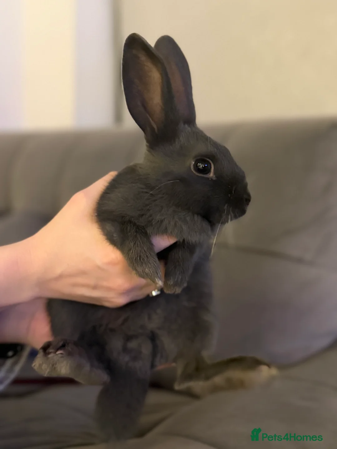 Mixed Breed rabbits for sale: Mixed Mini Rex breed  - Advert 1