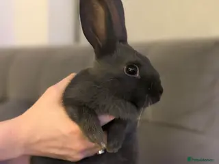 Mixed Breed rabbits Mixed Mini Rex breed - Advert 1