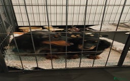 Miniature Dachshund dogs for sale: Handsome quality long haired male available  - Image 16
