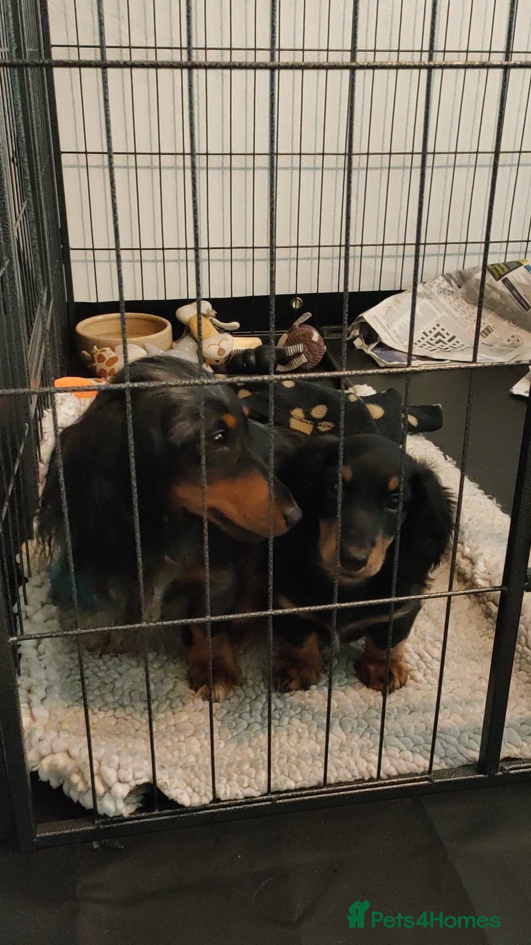 Miniature Dachshund dogs for sale: Handsome quality long haired male available  - Image 16