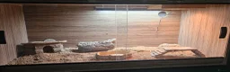 Skink reptiles for sale: Berber skink with set up in Chesterfield - Advert 2