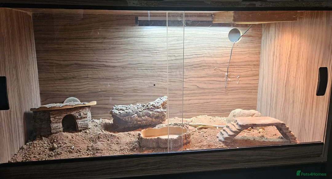 Skink reptiles for sale: Berber skink with set up in Chesterfield - Advert 2